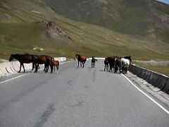 12B Horse traffic jam on the Pamir Highway between Taldyk Pass and Sary Tash on the way to Lenin Peak Base Camp